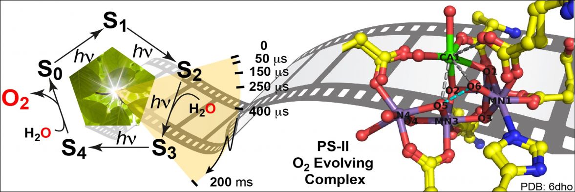 Dynamic structural biology