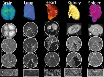 Human Organ Atlas